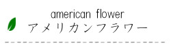 americanflower