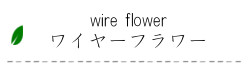 wireflower